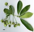 SpeciesSub: f. salicifolius
